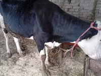گاو ماده, گاو — عکس 3