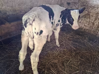 Býk, Russian Black pied cattle — foto 2