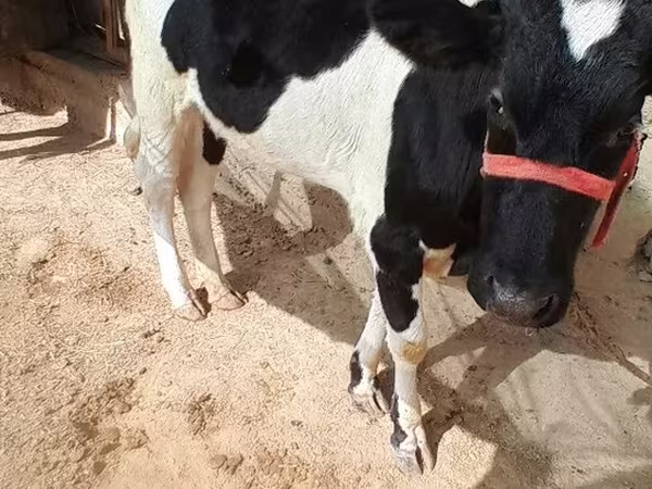 母牛, Russian Black pied cattle