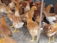 Chickens — 사진 3