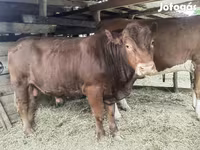 Stier, Limousin koe — foto 6