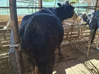 गाय, Latvian Blue cattle — फ़ोटो 5
