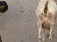Koza, Saanen goat — foto 1