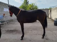 اسب نر, Thoroughbred horse — عکس 5