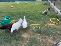 گا نوی — عکس 5