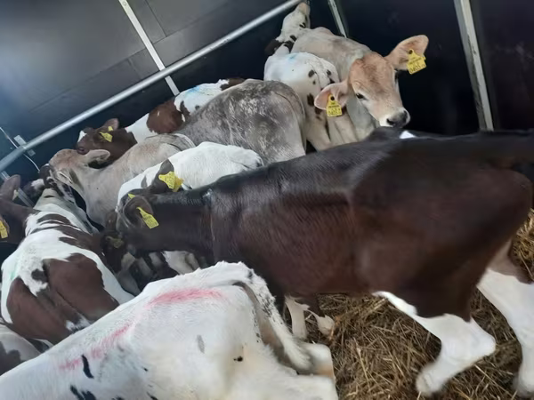 Ταύρος, Simmental cattle