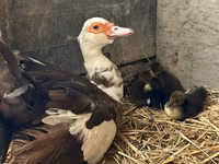Ducks — 3 зураг
