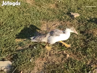 Ducks — Foto 4