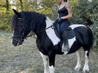 Hoppe, Gypsy horse — foto 2