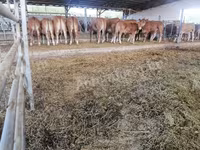 Mucca, Mucca limousine — foto 6