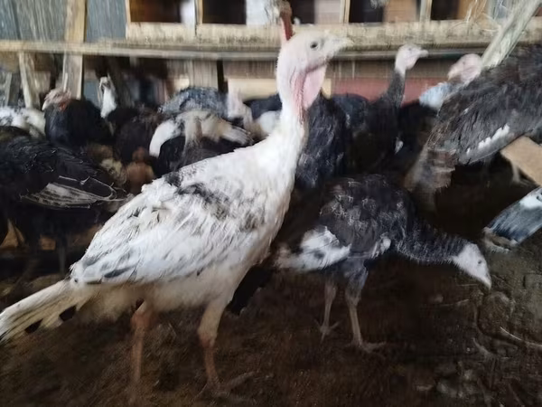Turkeys