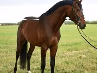 公马, Thoroughbred horse — 照片 1