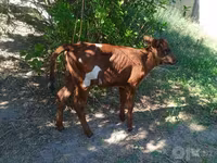 گاو ماده, Russian Black pied cattle — عکس 3