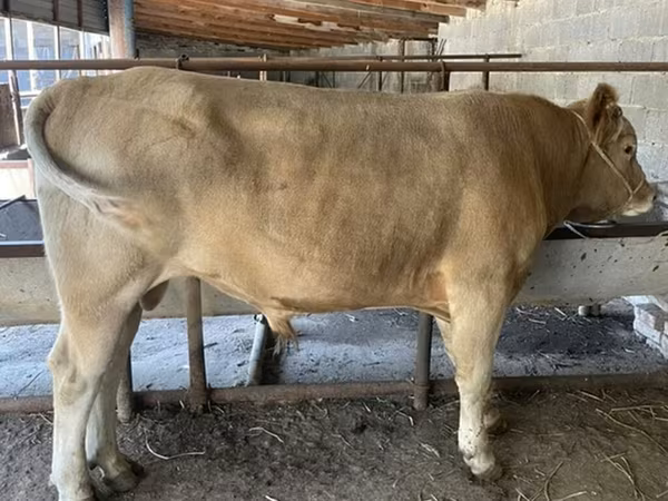 காளை, Swiss cattle