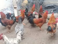 Chickens — รูปภาพ 6