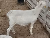 بز نر, Saanen goat — عکس 3