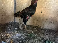 Σάμο chickens — φωτογραφία 1