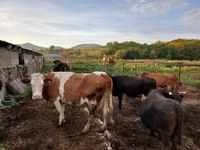 Mucca, Simmental cattle — foto 6
