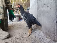 Shamo chickens — foto 6
