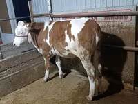 Buğa, Simmental cattle — foto 4