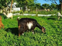 Koza, Saanen goat — foto 4