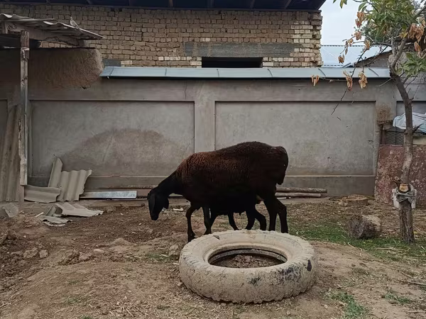 بھیڑ, بھیڑیں