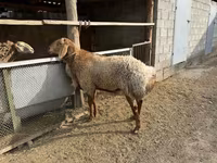 Widder, Hissar sheep — Foto 1
