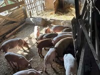 Doofaar lab, Pigs — sawirka 2