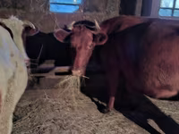 Mucca, Bovini — foto 7
