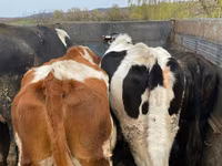 گاو نر, Russian Black pied cattle — عکس 2