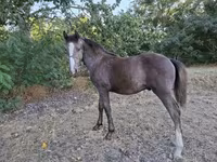 公马, Horses — 照片 4