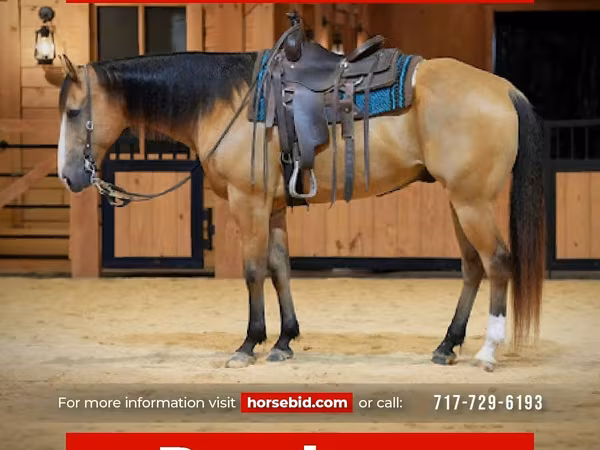Pastuv, Quarter Horse