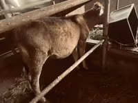 गाय, अलाताऊ नस्ल — फ़ोटो 7