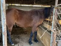 اسب نر, Tatar horse — عکس 1