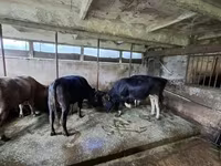 Banteng, Cattle — foto 4