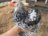 Brahma — foto 2