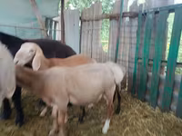 Carnero, Arashan sheep — foto 2