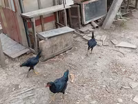 Chickens — foto 5