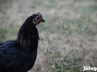 Australorp — foto 1