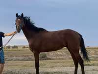 Hingst, Arabian horse — foto 1