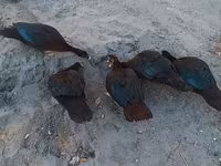 Ducks — عکس 1