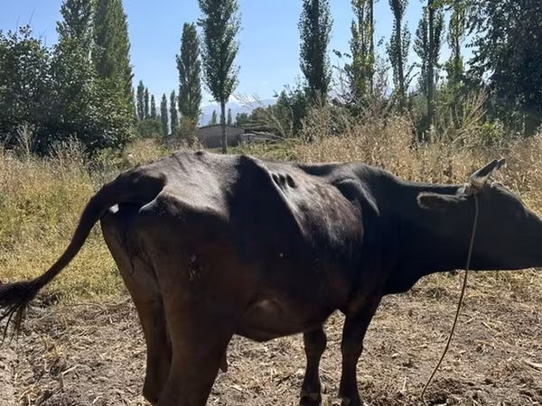 วัวตัวเมีย, Swiss cattle