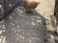 Pekin Bantam — foto 1