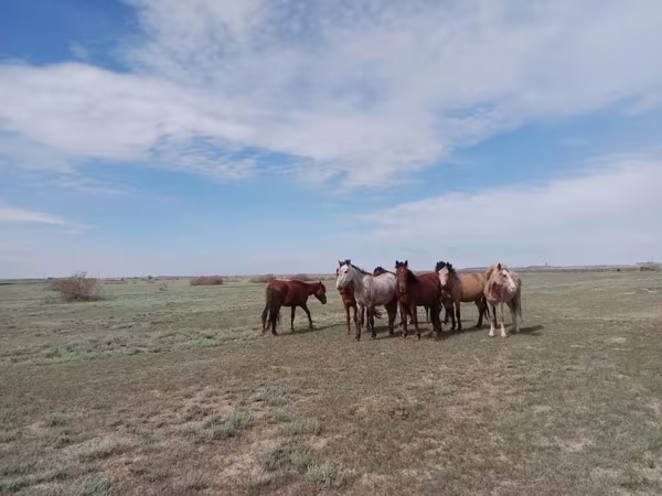 مادیان, Kazakh horse