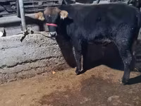 Býk, Swedish red cattle — foto 4