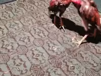 Chickens — عکس 1