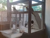 Nimfa (Cockatiel) tutuquşuları və quşlar üçün geniş qəfəs dəsti — عکس 4