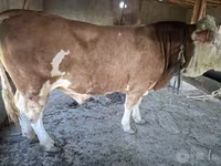 گاو نر, Simmental cattle — عکس 1