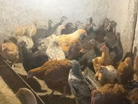 Guinea fowl — 4-сурет