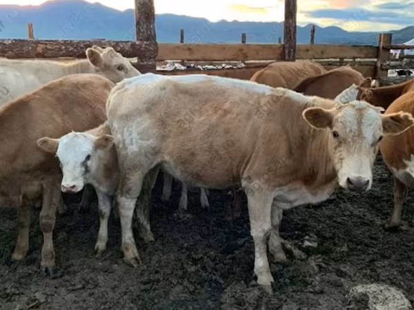 Vaca, Ganado vacuno